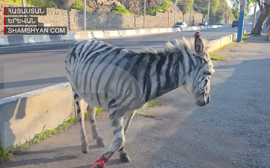 A zebra-like donkey in Yerevan outshines Armenia’s election news cycle