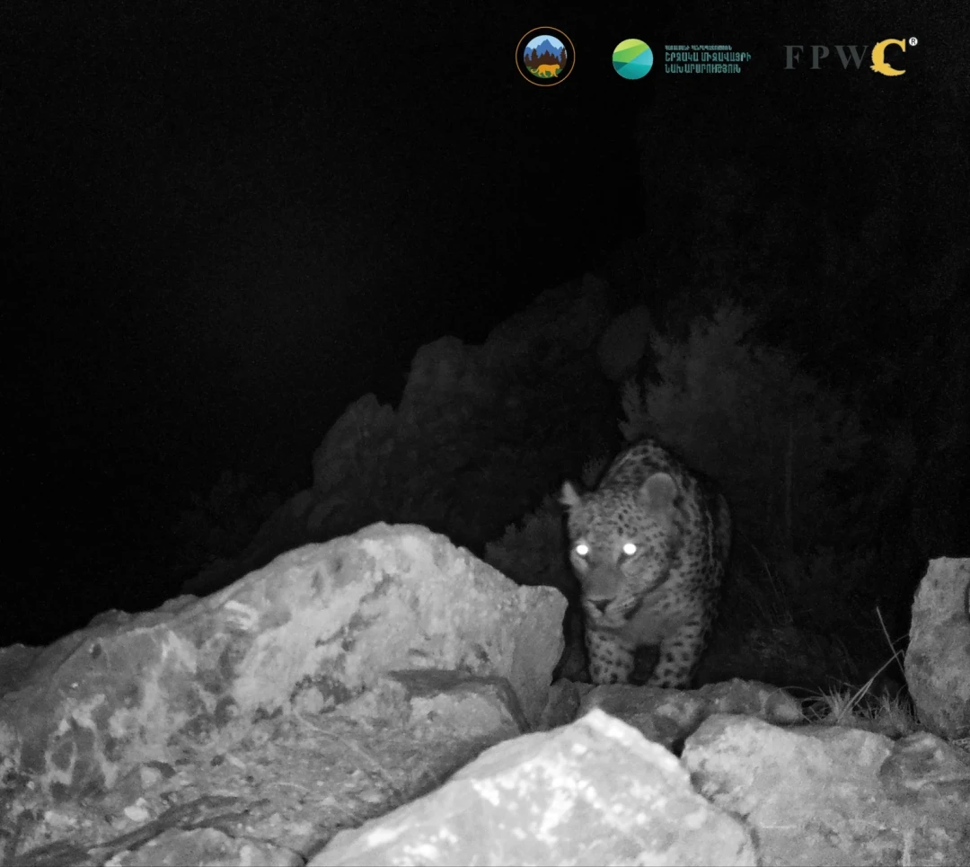 Armenia’s leopard heads to India’s global big cat summit