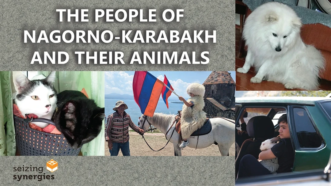 How Nagorno-Karabakh's displaced families tried to save their pets—and what other wars have taught