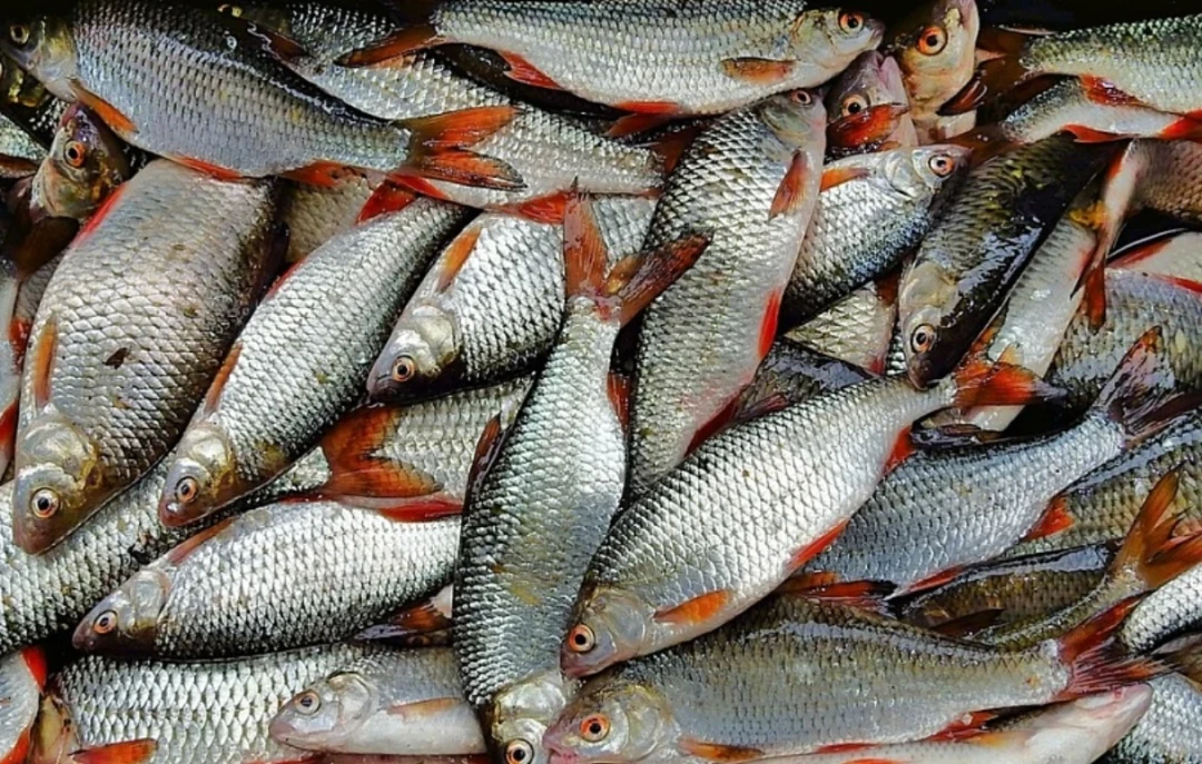 Armenian fish exports surged toward Russia, despite diversification push