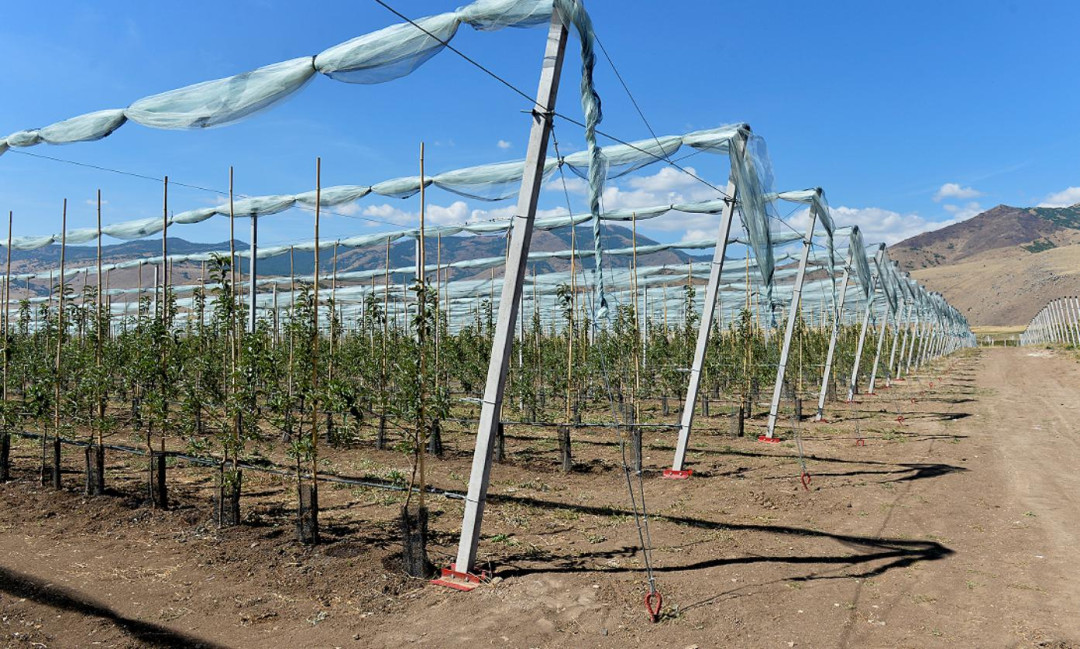 Ինչպես զարգացնել գյուղատնտեսությունը COVID-19-ի ժամանակ և հետո