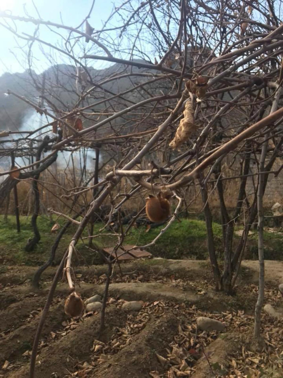 Մեր փրկութիւնը մեր դաշտերն են, մեր արտերը