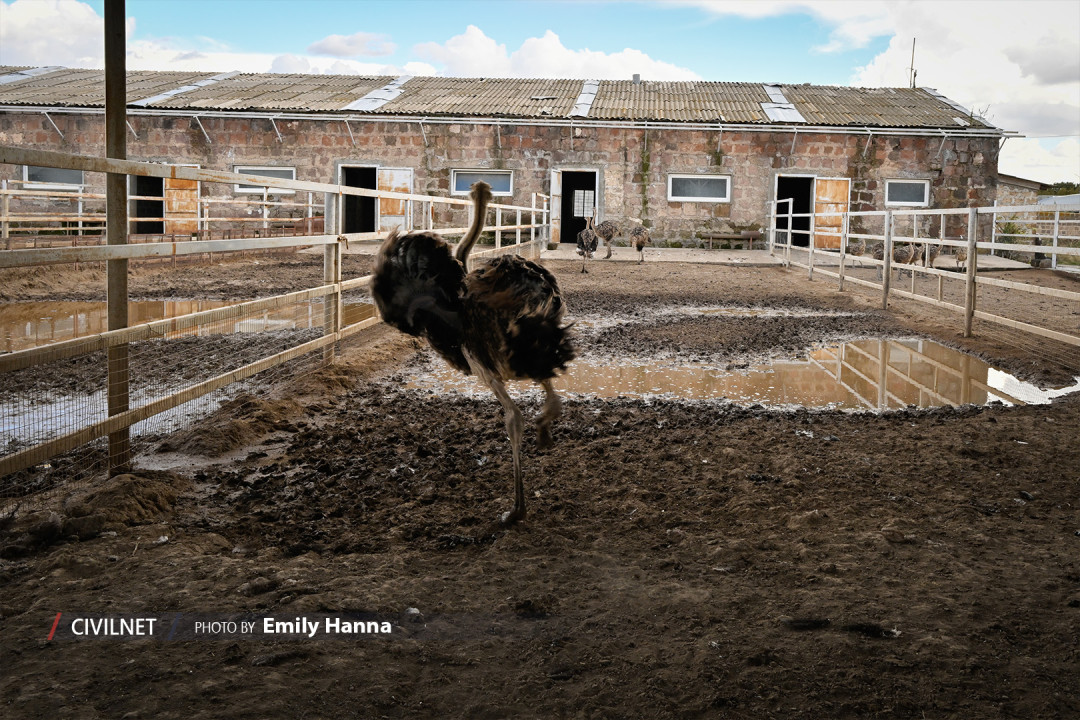 Armenia’s eco farm and ostrich garden