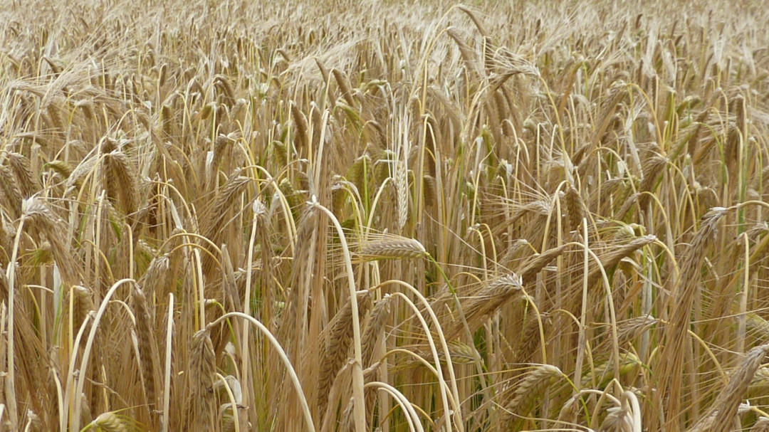 Armenia denies Russian intelligence claim on switching to Ukrainian wheat