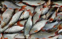 Armenian fish exports surged toward Russia, despite diversification push