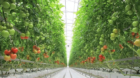 Կառավարությունը շուրջ 2 մլրդ դրամ կհատկացնի ջերմատնային ապրանքների արտահանման աջակցությանը