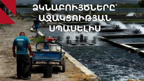 Հովտաշատ. ձկնաբույծները կանգնած են խնդրի առաջ և սպասում են պետական աջակցության