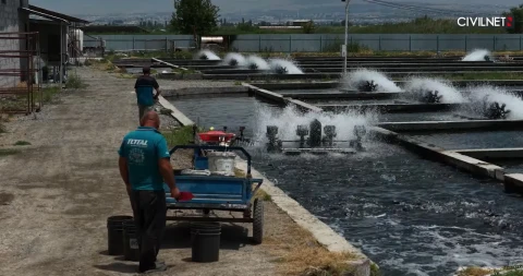 Ձկնաբուծարաններին 450 մլն դրամի աջակցություն՝ ՌԴ-ի սահմանափակումների ֆոնին