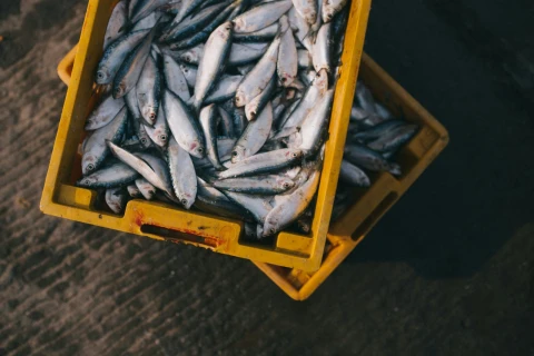 Armenian fish exports included in EU's proposed tariff suspension