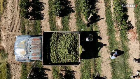 Russian restrictions hit Armenia’s agricultural exports, World Bank says