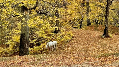 Armenia’s forests underpin livelihoods and resilience