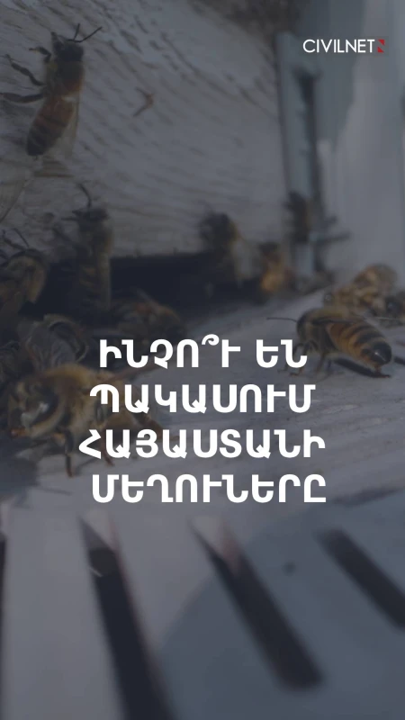 Ինչու են պակասում Հայաստանի մեղուները