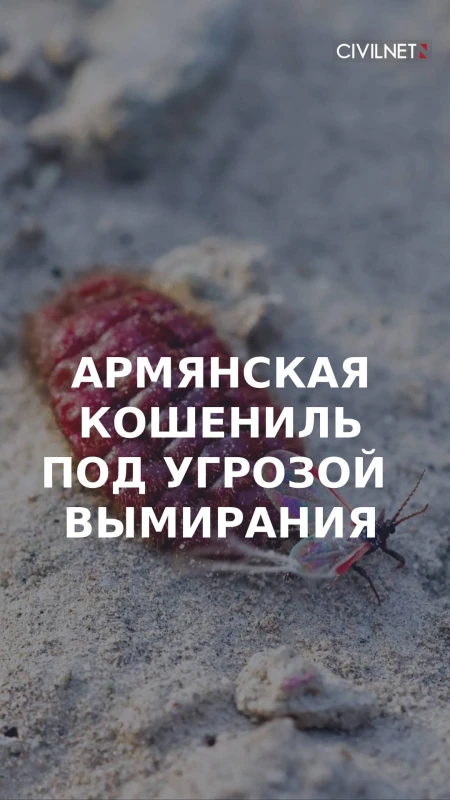 Араратская кошениль: от краски для книг до Красной Книги
