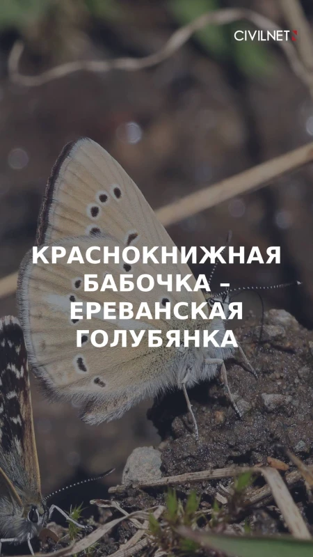 Кто такая ереванская голубянка – бабочка, которая стала символом COP17