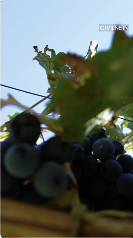 The Future of Armenian Wine, Up Close #thebacklable
