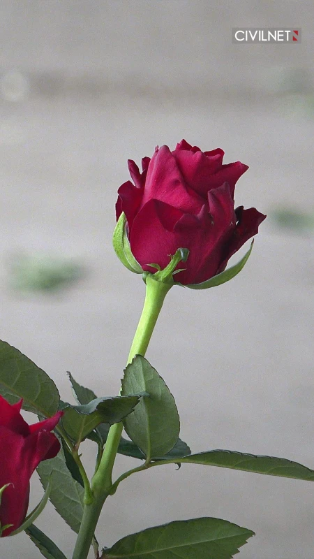 Armenian flower growers count losses after Russia’s imports ban