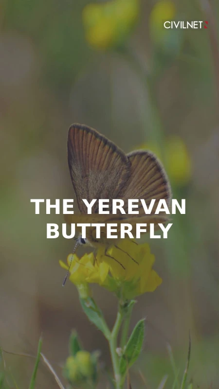 What is the Yerevan butterfly, the logo for COP17?