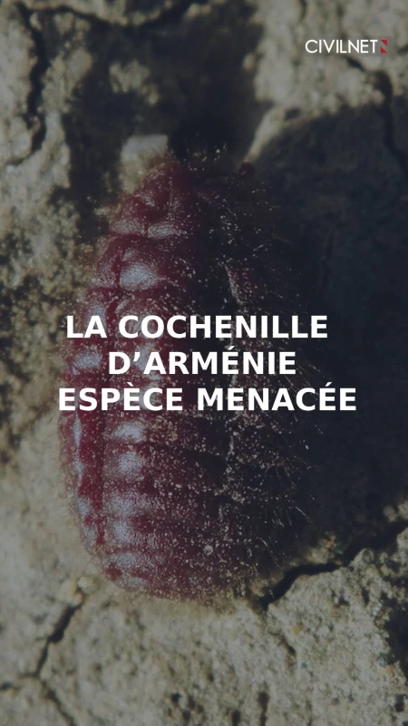 Le rouge arménien, d’hier à aujourd’hui : comment le cochenille d’Arménie est-il préservé ?
