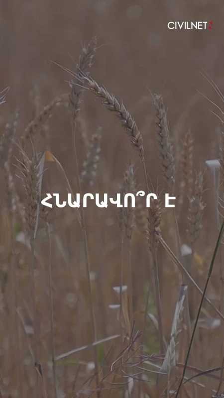 Կրկնապատկել ցորենի արտադրությունը