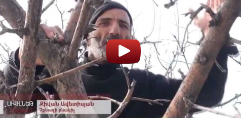 Բերքառատ ու Չքնաղ. գրեթե 100%