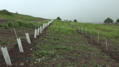 Straight to Martuni: Tatul’s Fruit Tree Orchard | Թիմը գնում է Մարտունի․ Թաթուլի մրգատու այգին