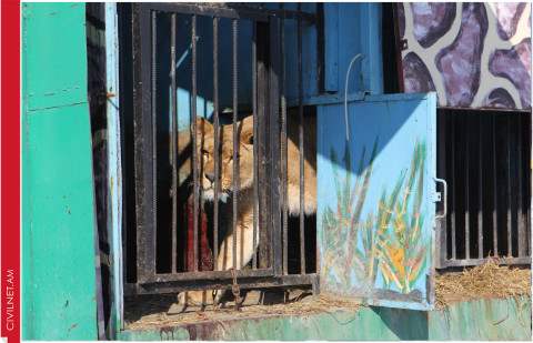 Gyumri Zoo: Armenian Activists Respond to the Daily Mail