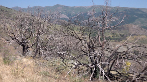 ՁայնաZOOM․ Խոսրովի անտառը որոշեց չվառվել