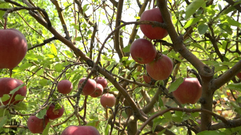 Պռոշյան գյուղի տարածքում «օրգանական քաղաք» է նախագծվում