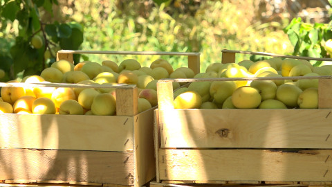 Հայաստանի «ոսկին» իրացման խնդիր ունի