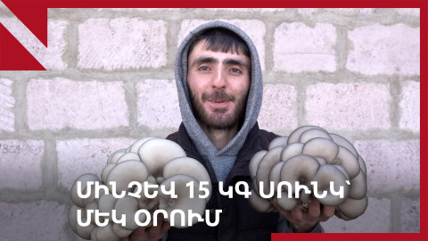 Դարակերտ․ Սխտորյանի կախյալ սնկերը