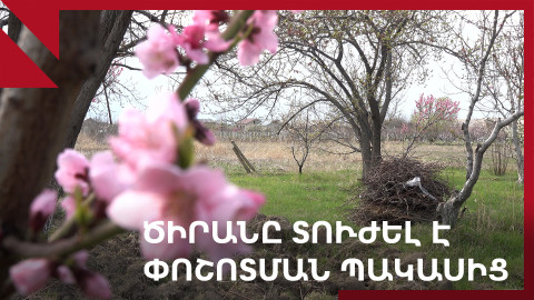 Անփոշոտ սեզոն․ Արարատյան դաշտում ծիրանի բերքի խնդիր կա