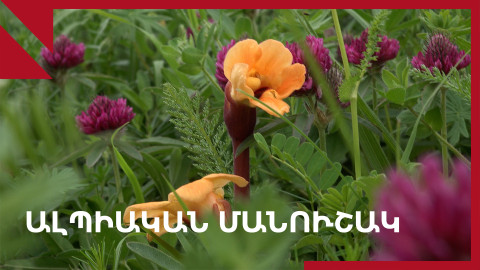 Բակունցյան Կյորեսն ու Սյունիքի ալպիական մանուշակները
