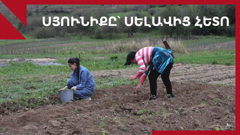 Սյունիքը գնահատում է կարկուտի ու սելավի վնասները