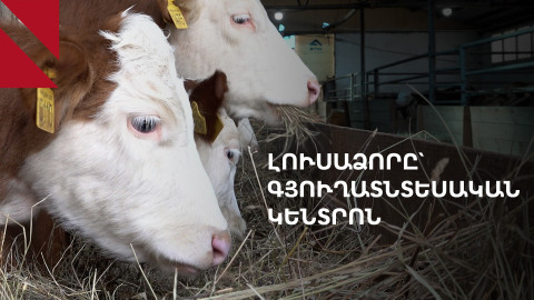 Լուսաձոր, Տավուշ․ ֆրանսիական փորձ, հայկական կաթ և արցախցի ընտանիքներ