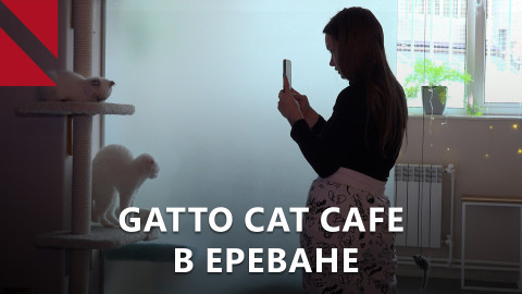 Gatto cat cafe: первое котокафе Армении