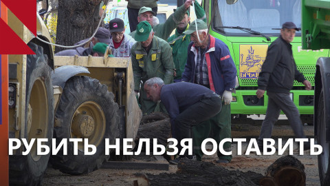 Вырубка деревьев в Ереване: больше вопросов, чем ответов 