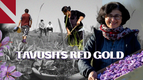 Saffron, the red gold sprouting in Armenia’s Tavush region