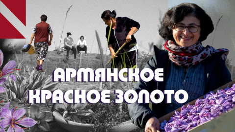 Шафран: красное золото Армении