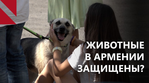 Права животных в Армении. Законы есть, защиты нет