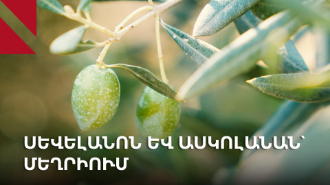 Մեղրի․ Հունաստանից եկած ձիթենյաց այգին