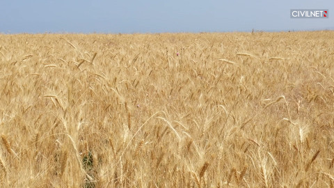 Կարտոֆիլն արեց այն, ինչ չի կարողանում անել ցորենը. պարենային անվտանգության շուրջ