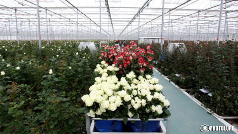 Armenian flower growers sound alarm as Russian imports ban persists