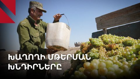 Փոքր Վեդի. գյուղացիները մթերում են խաղողը և ակնկալում պետության վերահսկողություն