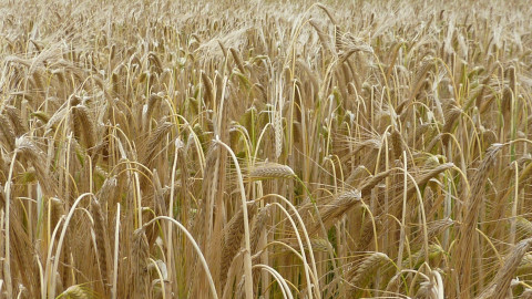 Armenia denies Russian intelligence claim on switching to Ukrainian wheat