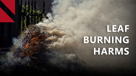 The leaf burning habit that’s harming Armenia’s air