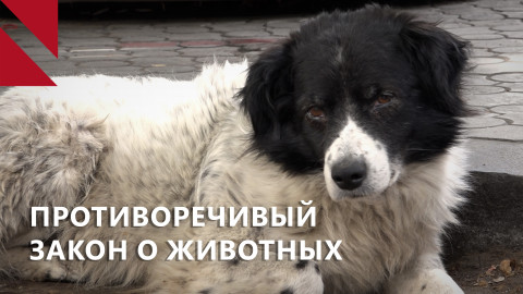 Спорный закон о животных: что тревожит зоозащитников Армении