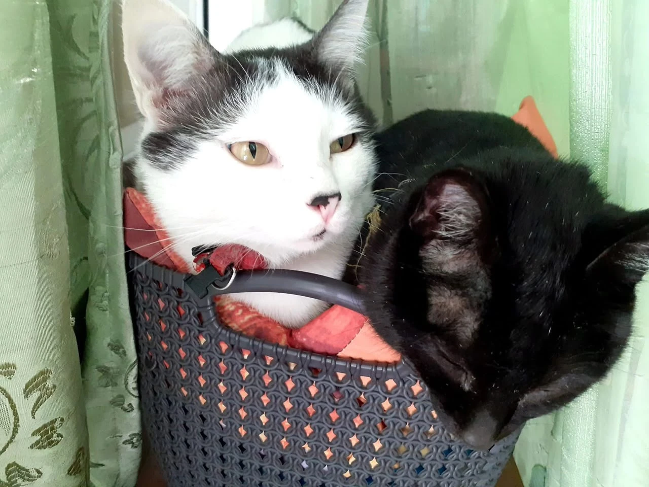 Nune's cats hid during the shelling.